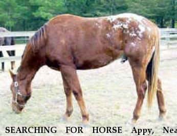 SEARCHING FOR HORSE Appy, Near Summerville (near Charleston), SC, 00000